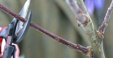 Recadrer correctement une photo de pommier nain