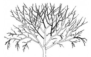 photos de récolte de pommier