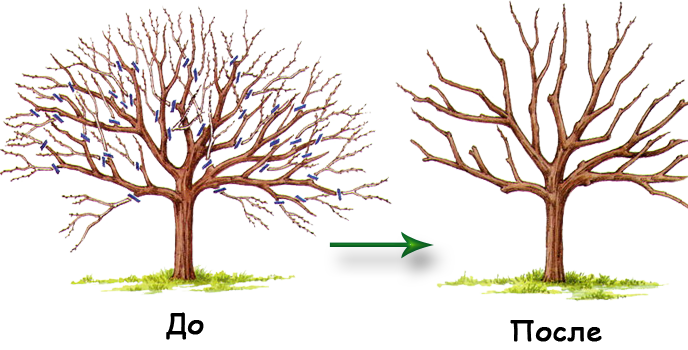 Poire avant et après recadrage photo