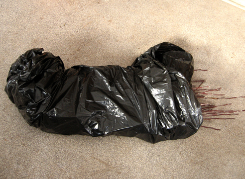 Stockage des boutures avant greffe photo