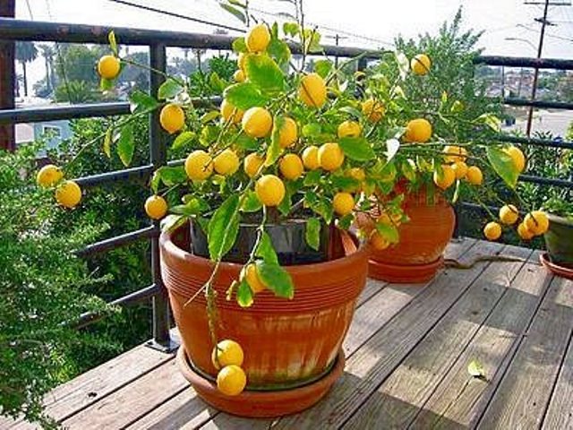 Lemon Panderosa sorti sur la photo de rue