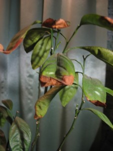 La maladie du citron