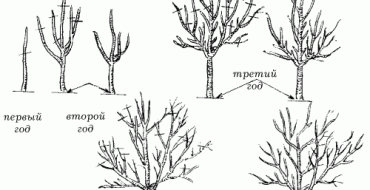 La distance optimale entre les pommiers lors de la plantation d'une photo