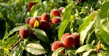 Photo de branches de pêcher