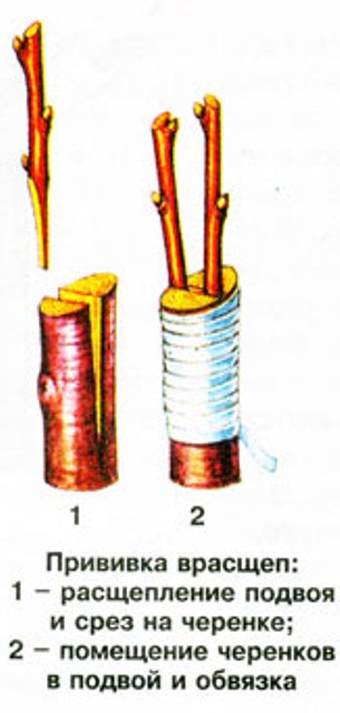 Inoculation des branches avec photo d'éclatement