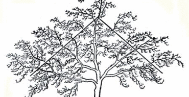 Option de taille de pommier