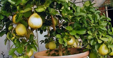 photo de panderoza citron