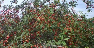 L'apparition d'une photo de cerise de jeunesse