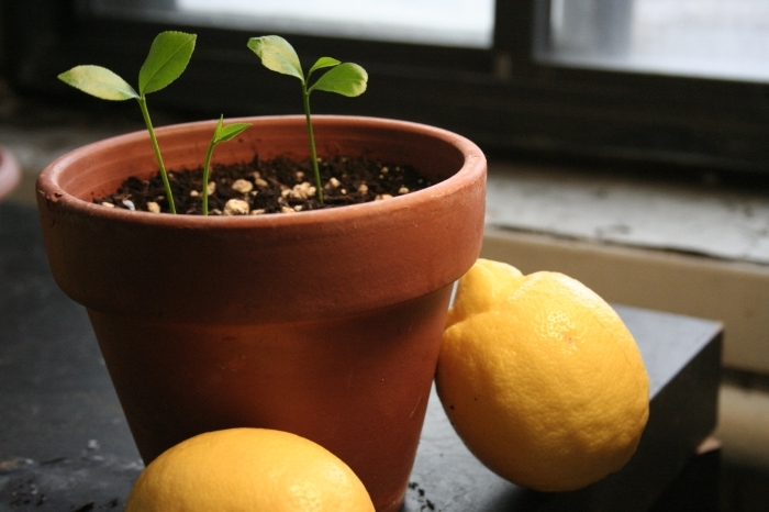 citron en pot