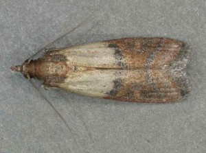 photo de tordeuse des fruits