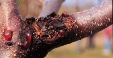 photo cytosporose chronique