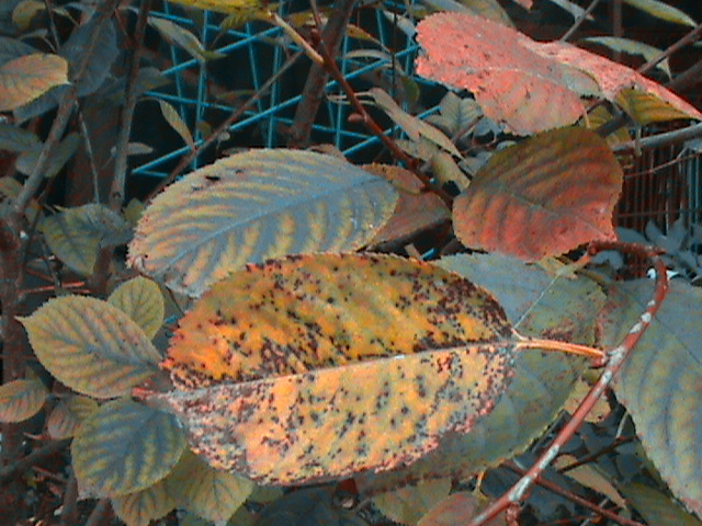 photo de cerise de coccomycose