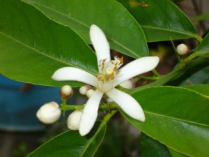 photo de fleurs de citron lunario