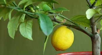 citronnier