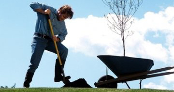 Comment planter un pommier nain photo