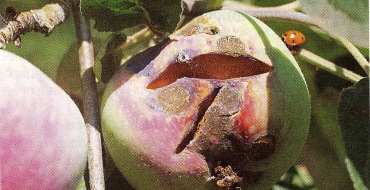 oïdium de la pomme2