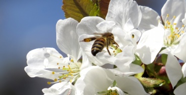 pollinisation par les insectes