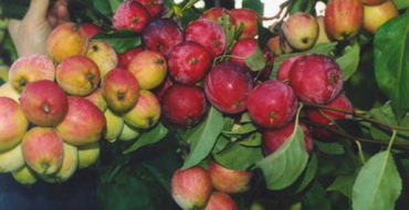 photo de greffe de pomme