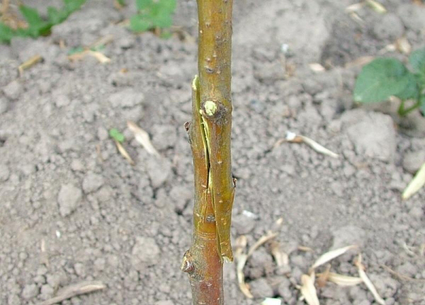 Greffe de cerises par photo copulation