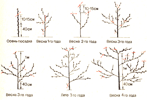 Schéma de la formation de la couronne d'un pêcher photo