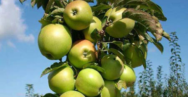 Comment planter un pommier colonnaire photo