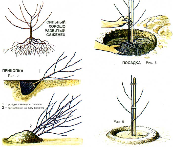 Schéma de plantation de cerisiers au printemps