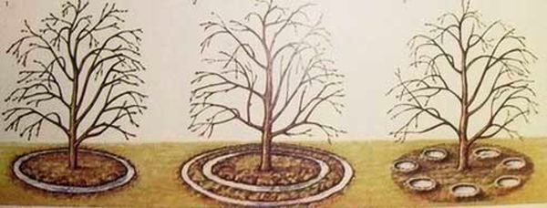 Schémas d'arrosage des cerises photo