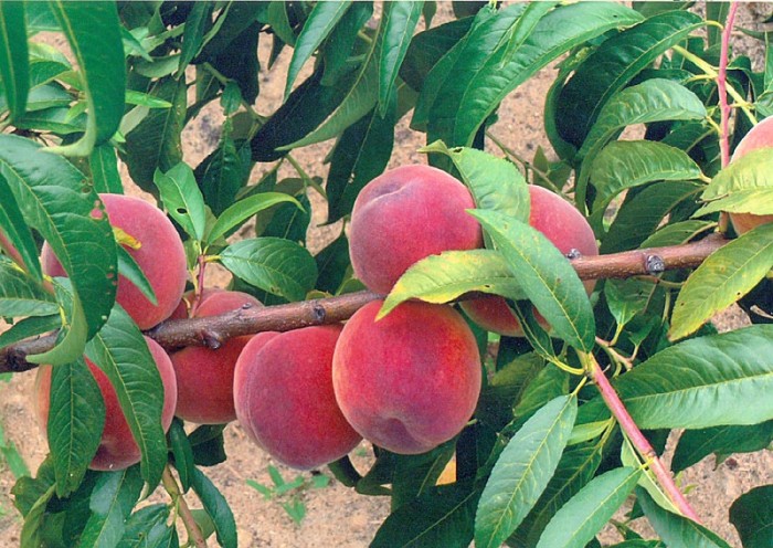 Variété Ambassadeur de la Paix photo