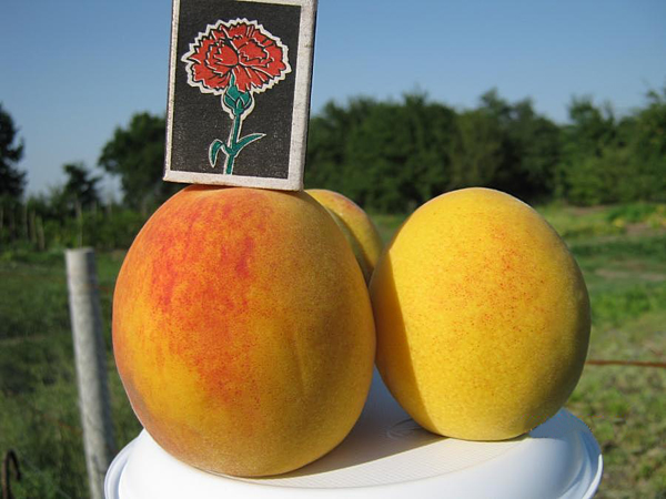 Photo de tailles de fruits de pêche