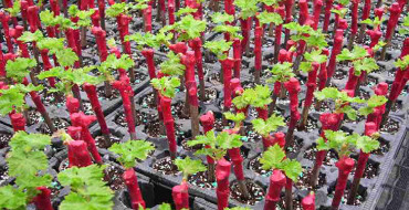 raisins de chubuk photo