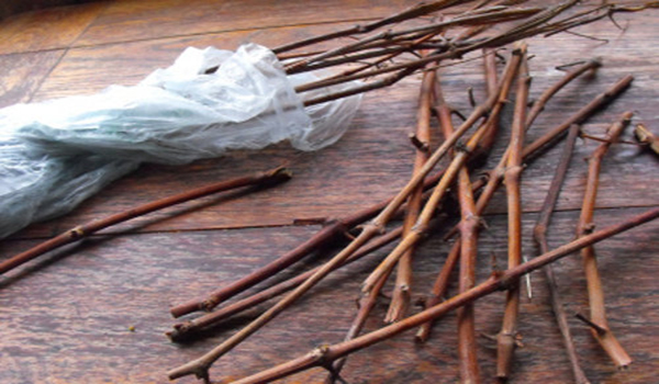 boutures pour le stockage