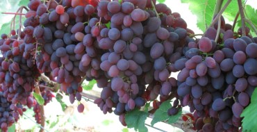 Grappes de raisins secs de Zaporozhye photo