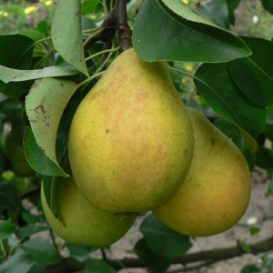 Poire Lada fruit photo