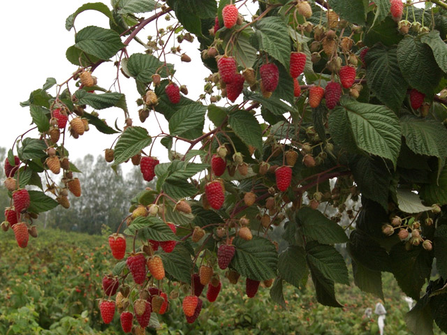 Variétés de framboises Bryanskoe Divo photo