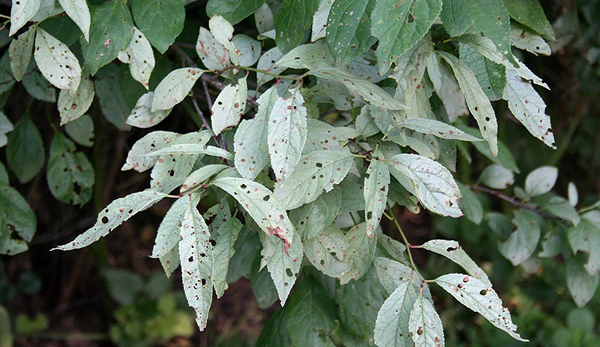 Photo de paillettes laiteuses