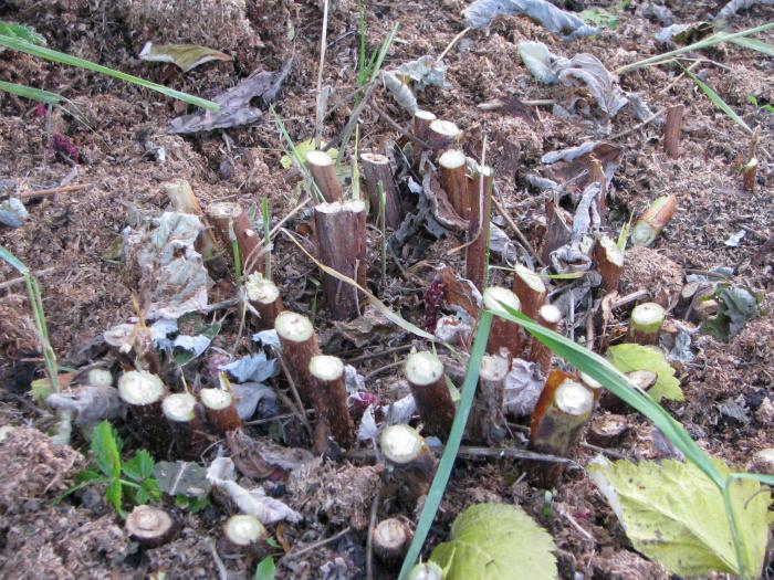 Taille d'automne des framboises remontantes photo