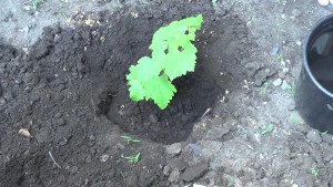 Planter des boutures de raisin en pleine terre photo