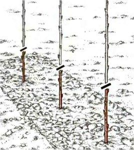 Planter une photo de framboise