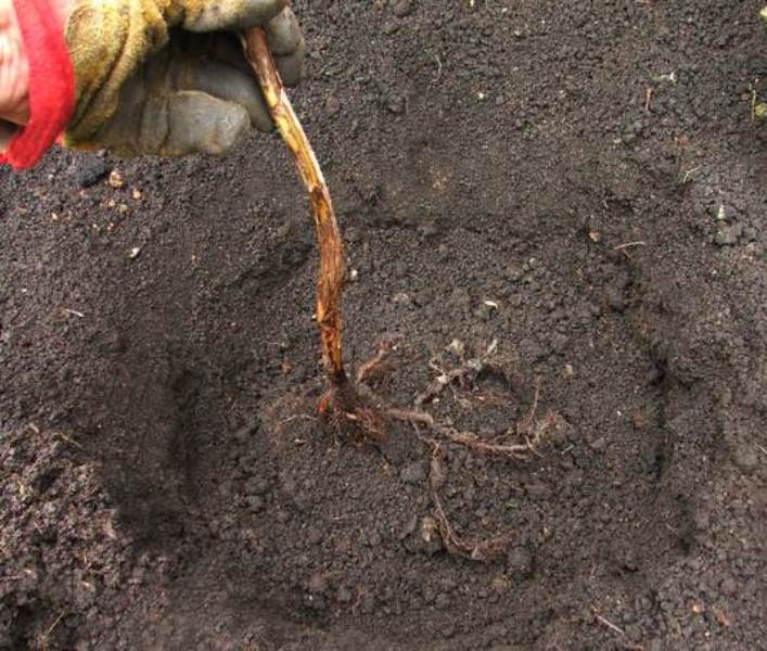 Planter une photo de framboise remontante