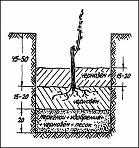 Planter des raisins au printemps photo