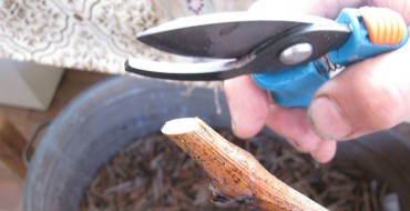 Coupe correcte des boutures de raisin photo