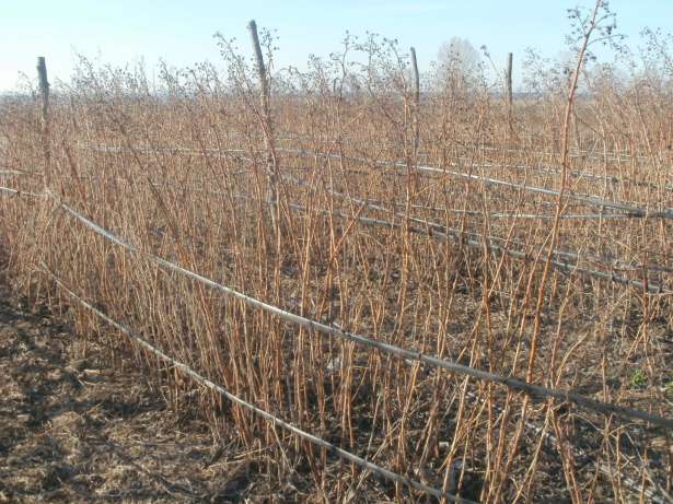 Semis de framboisier remontant Brusvyan photo