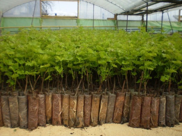 Photo de semis de raisin