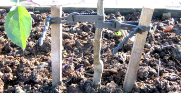 Méthode de plantation de pêcher