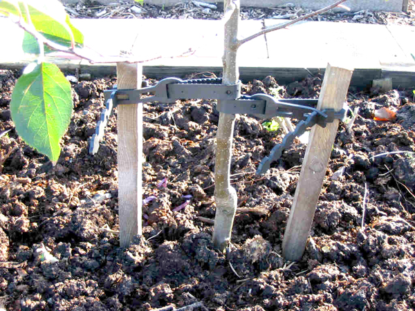 Méthode de plantation de pêches photo