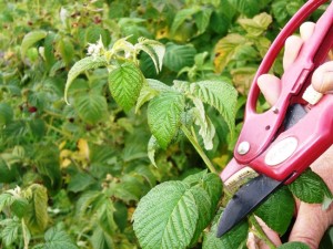 Photo de framboise de taille de printemps