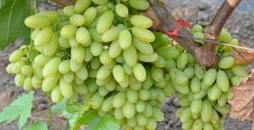 Raisins raisins photo centenaire