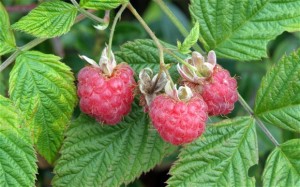 Framboise photo