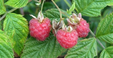 Framboise photo