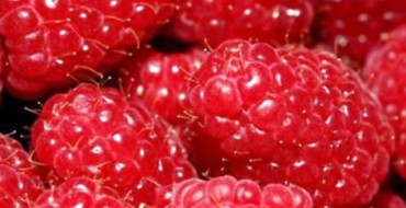 Baies de framboise remontante photo